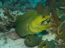 Green Moray Eel IMG 4876